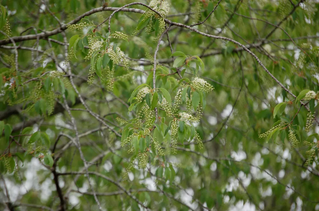 Green leaves on a tree branch, starting to bloom
