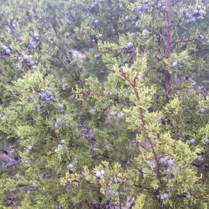 Blue seeds on juniper tree