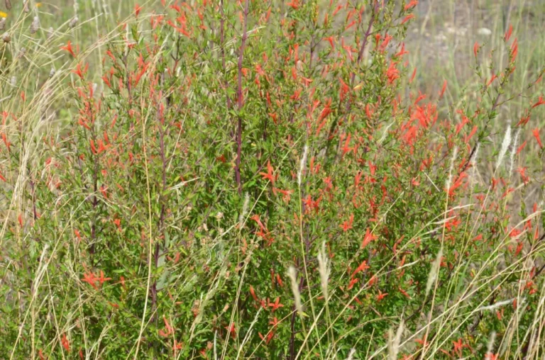 Red flowers