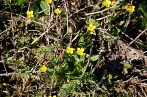 Small yellow flowers