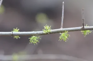 Tiny green spouts on a branch