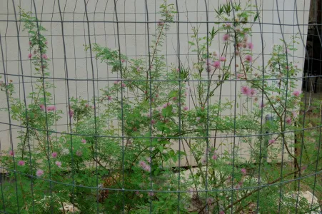 Pink flowers in protective wire