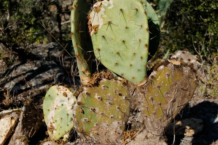 Diseased prickly pear cactus