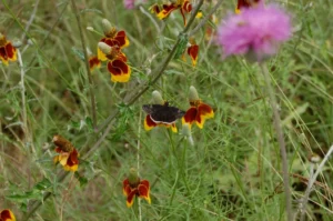 Red and yellow flowers