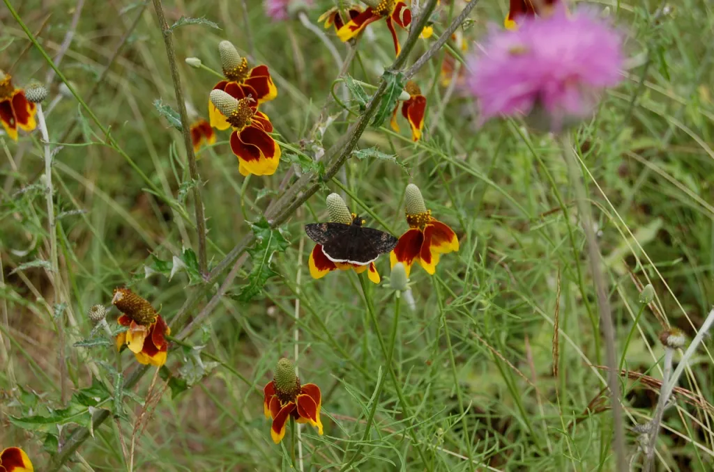 Red and yellow flowers