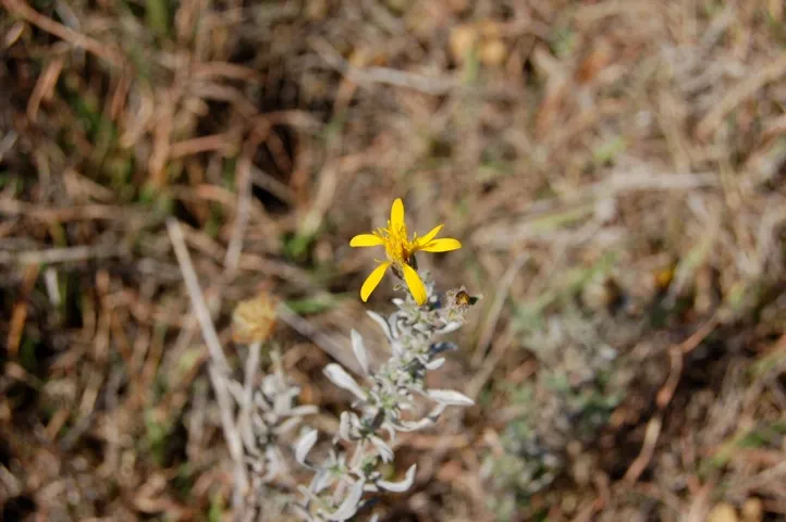 Small yellow, 5-petaled flower