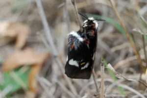 Furry moth on grass stem