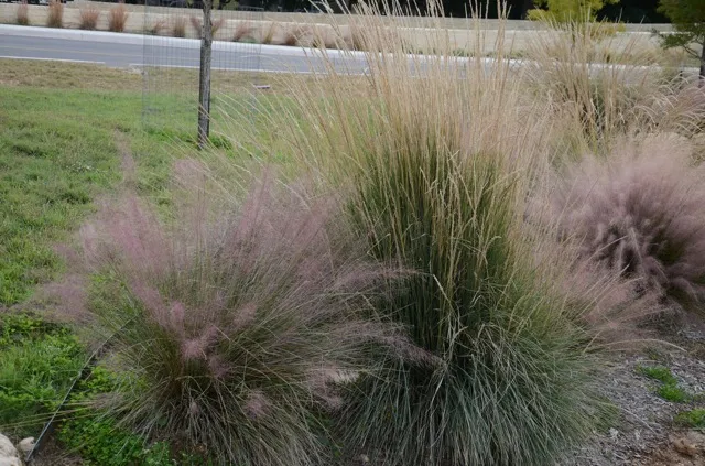 Tall grasses in a yard landscape