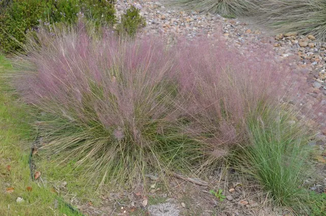 Purple bunch grass