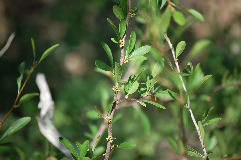 Small green branches of new growth