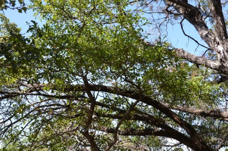Tree branches