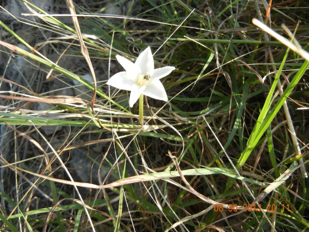 White flower