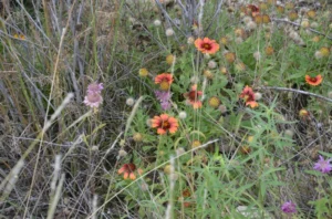 Wildflowers in a field