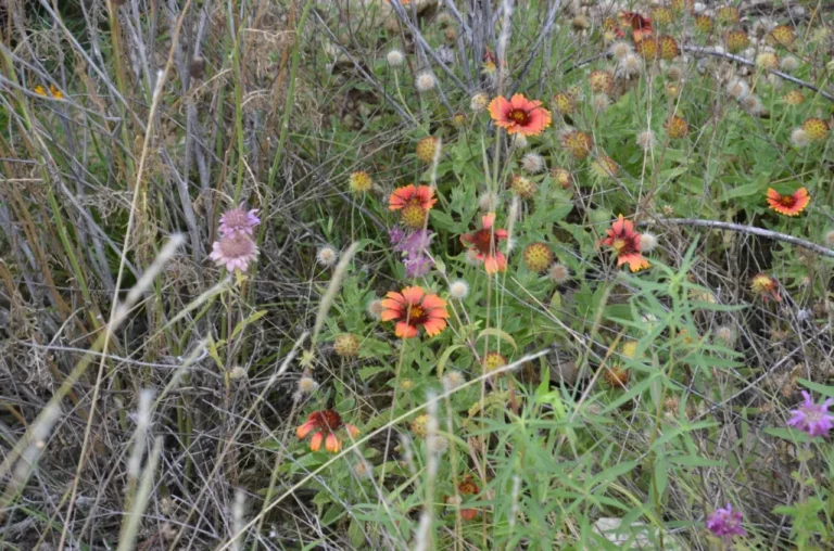 Wildflowers in a field