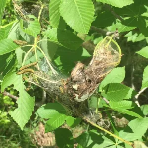 Webworms in tree leaves