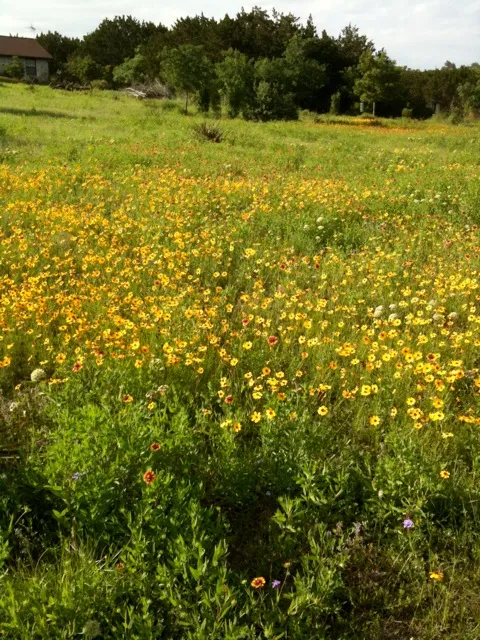 Landscape of a field of yellow wildflowers