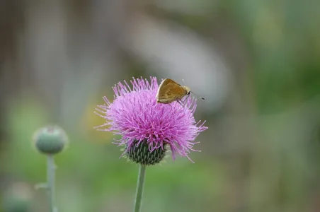 Moth on purple thistle
