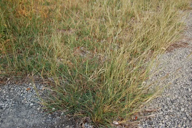 Bunch grass in gravel
