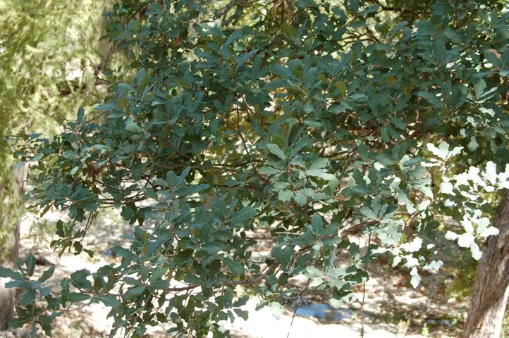 Image of low hanging branch in shade
