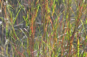 Grasses