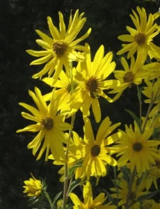 Yellow flowers