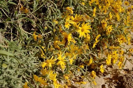 A bucnh of yellow flowers