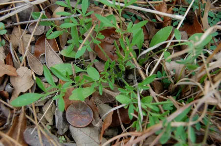 Small green leaves emerging from brown ground cover