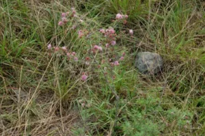 Pink flowers