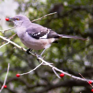 Bird with berry in its beak