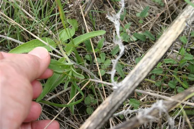 Image of somone's hand holding up a small leaf close to the ground