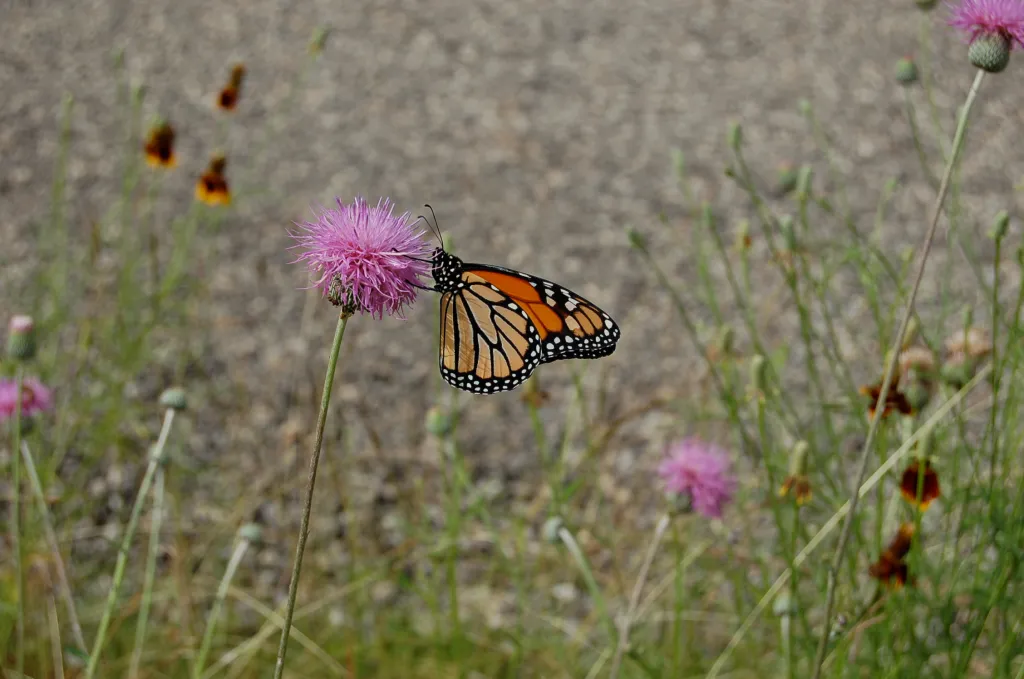 Monarch butterfly on Texas thistle