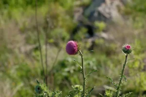 Pink flower head in sunshine