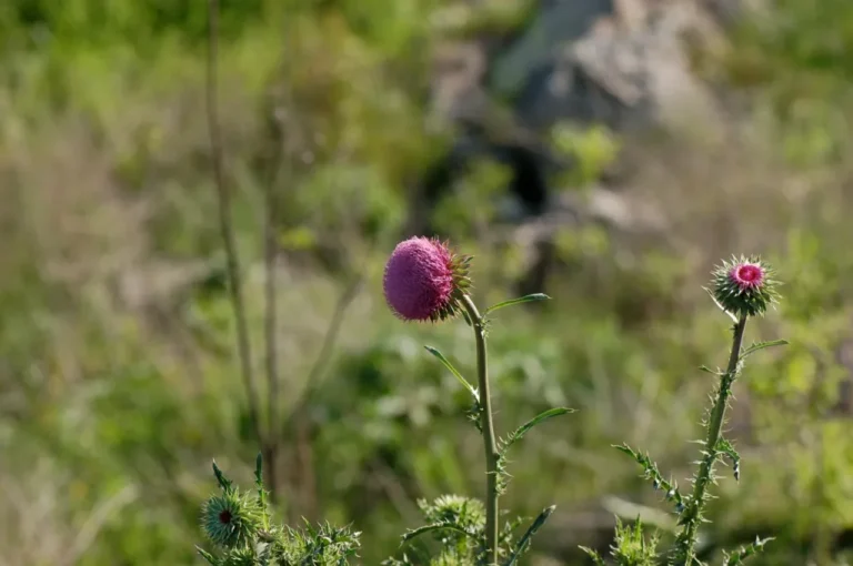Pink flower head in sunshine