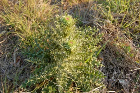 Small spikey plant with buds