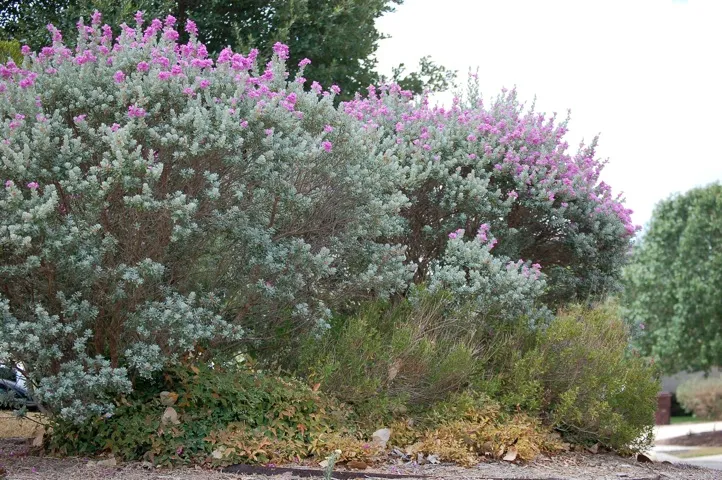 Bushes wiht purple flowers