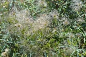 Whispy flowers