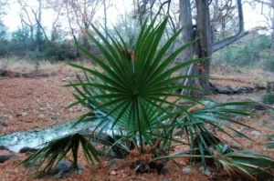 Green fronds in forest