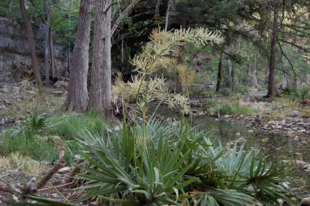 Palmetto plants in forest