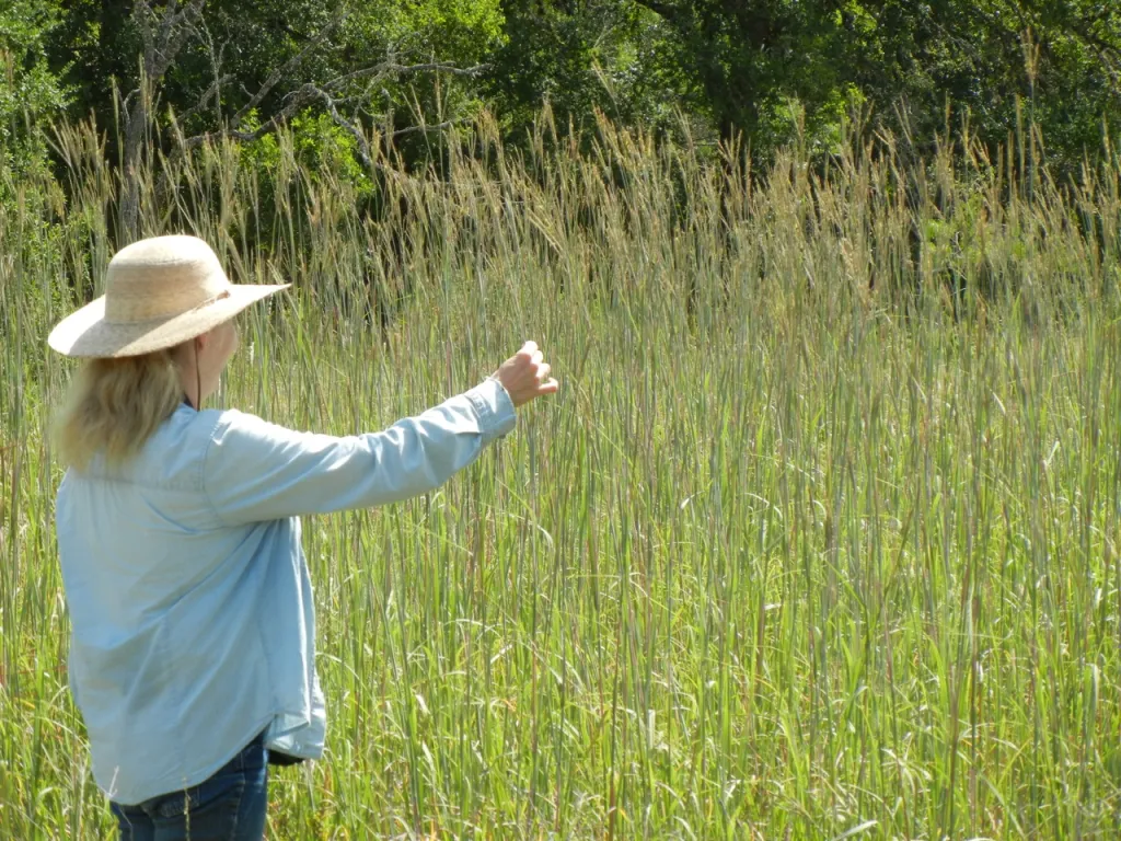 Person standing in field of tall grass