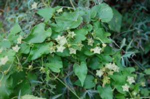 Light green flowers