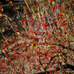 Tree branches with red berries