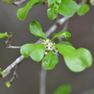 Close up of leave with small white flowers