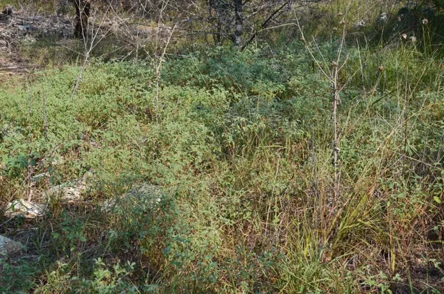 Filed of native plants beneath trees