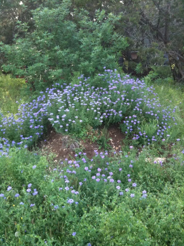 Mound of purple flowers in a field