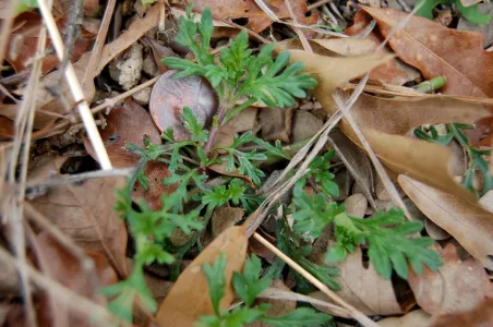 Small lobed leaves