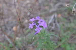 Purple flower