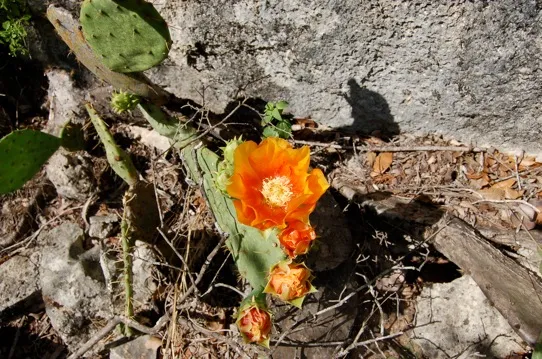 Orange bloom on a cactus