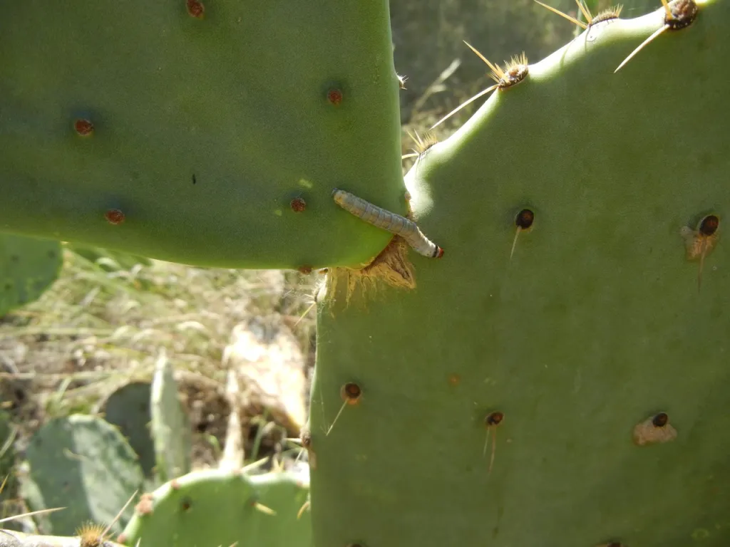 Borer on cactus