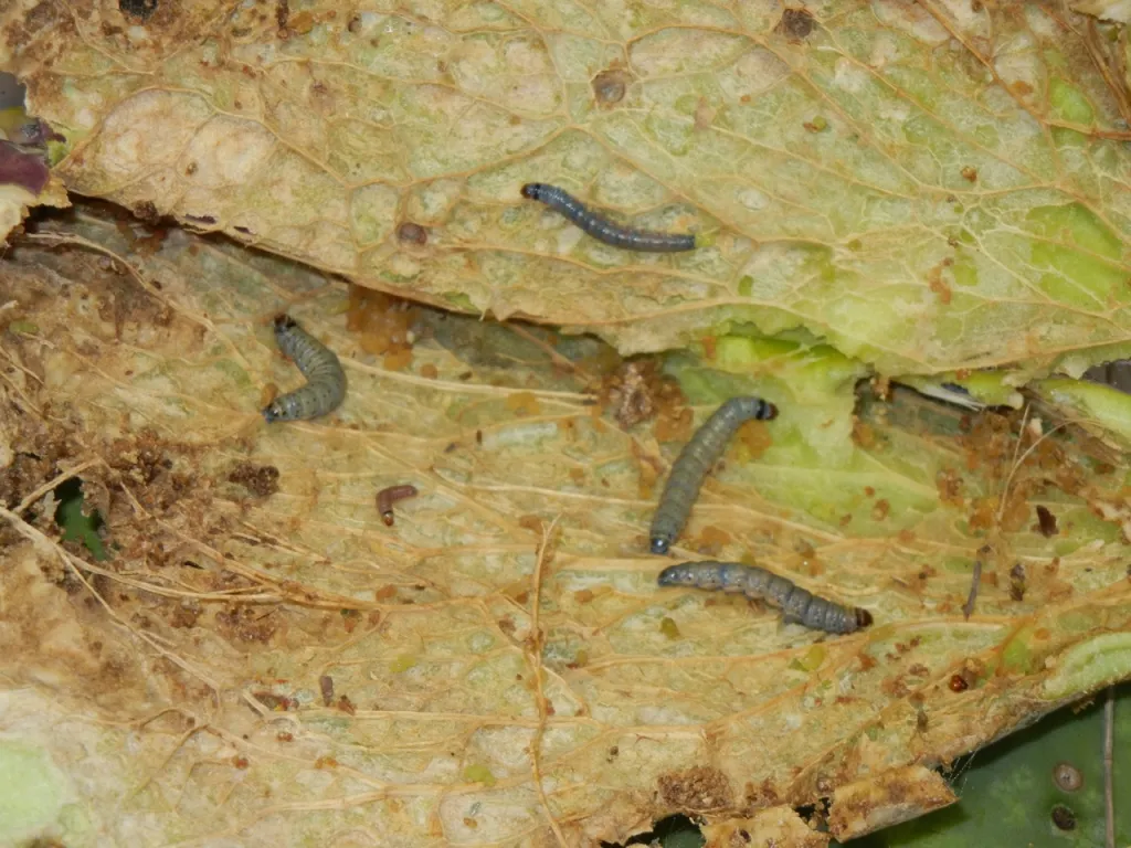 Borers on destroyed plant
