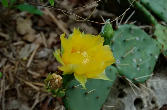 Yellow flower on a cactus